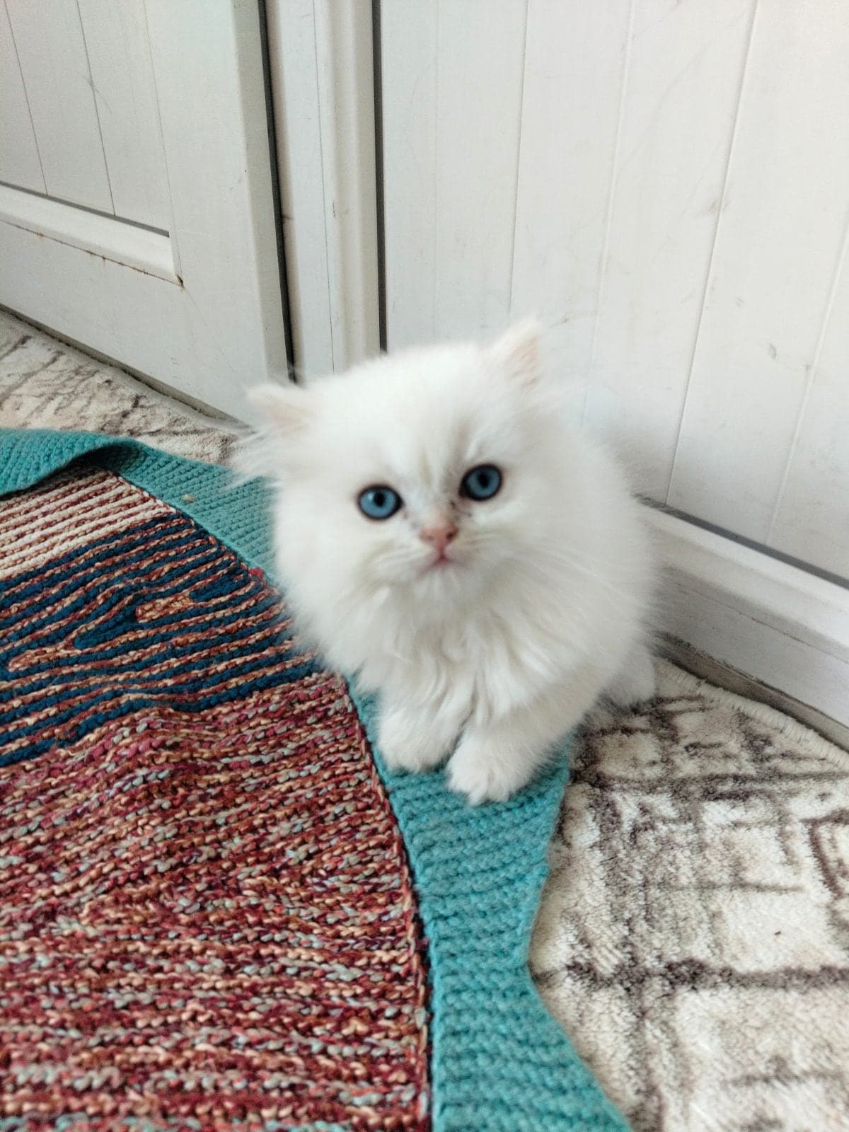 Mavi boncuklar British Longhair Kedi, Antalya