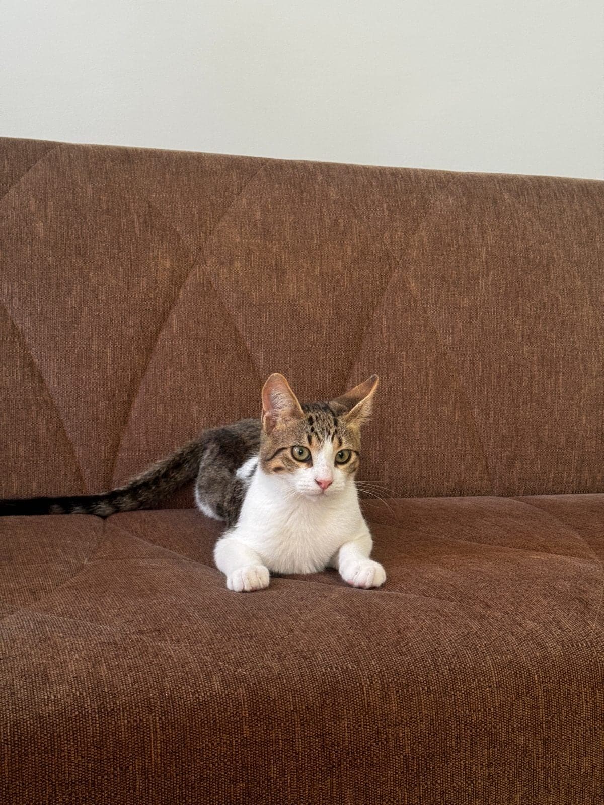 şanslı Tekir Kedi, İstanbul