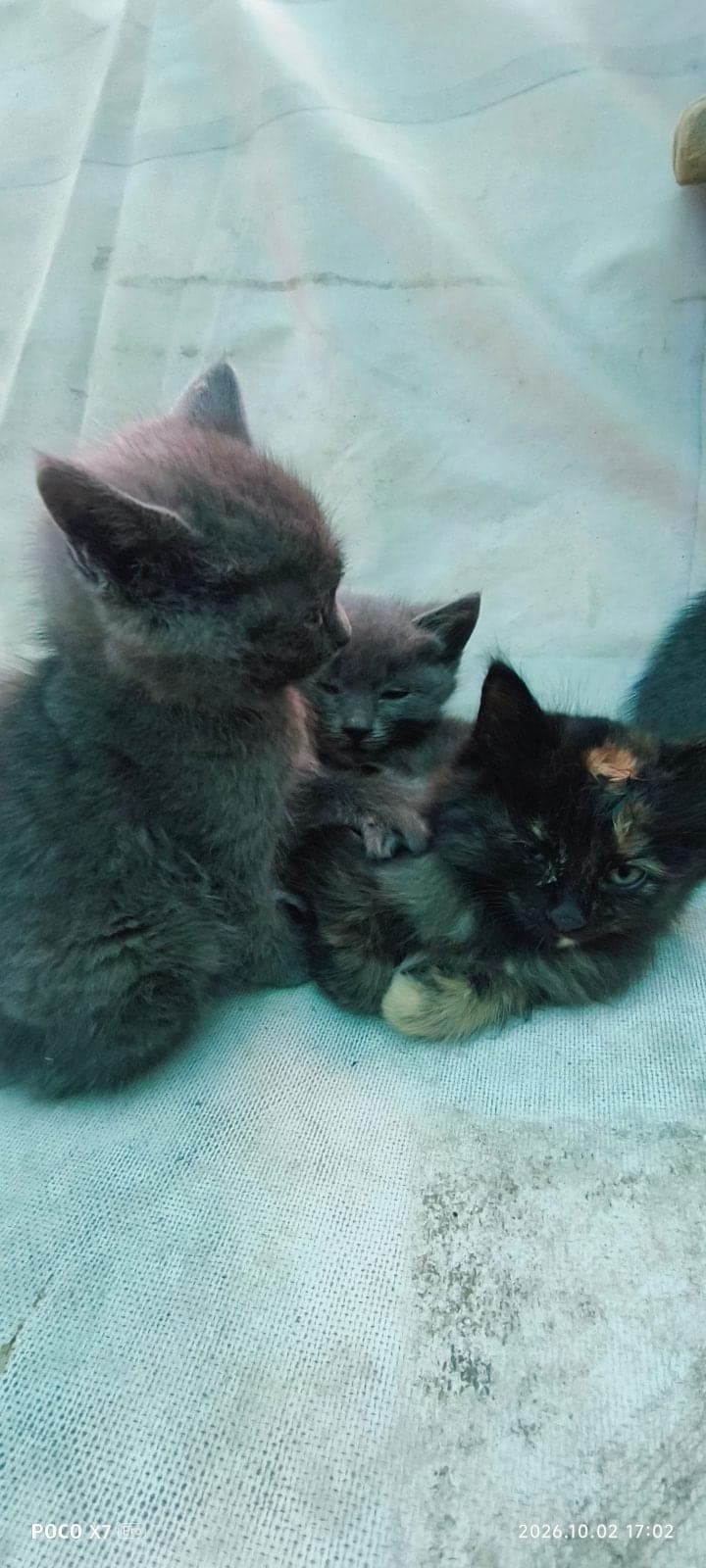 Tekir ailesi Tekir Kedi, Ankara