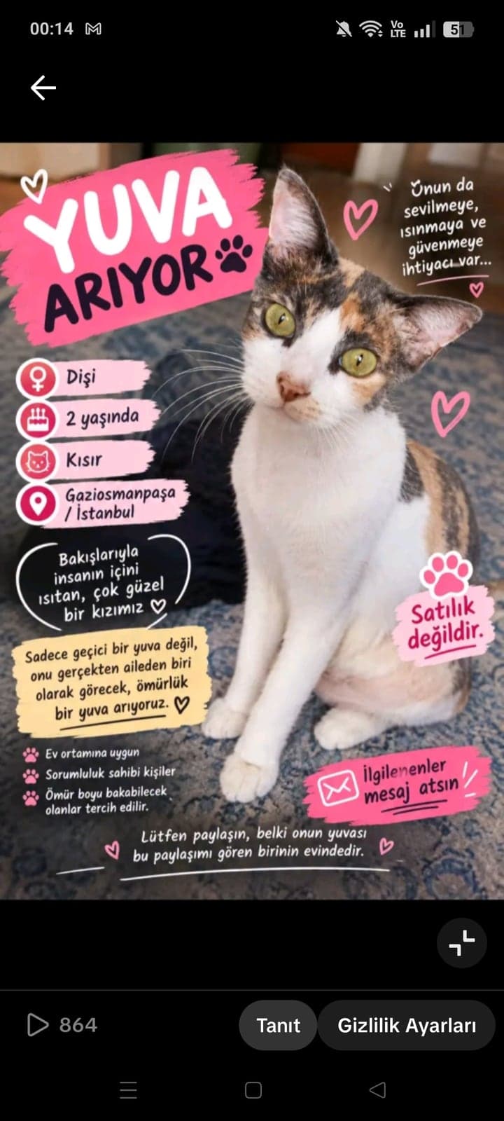 Prenses Sokak Kedisi Kedi, İstanbul