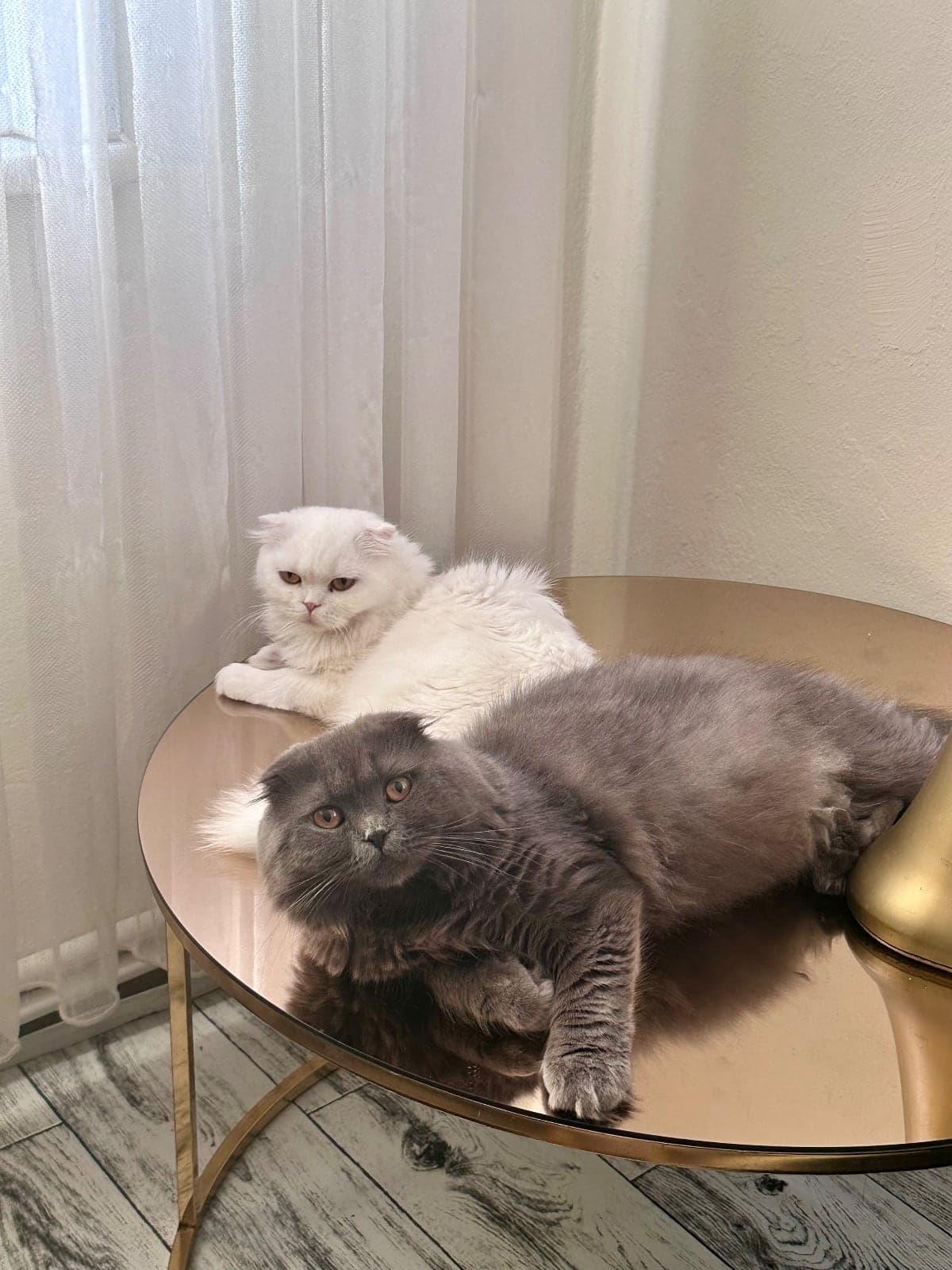 Duman Scottish Fold Kedi, İstanbul