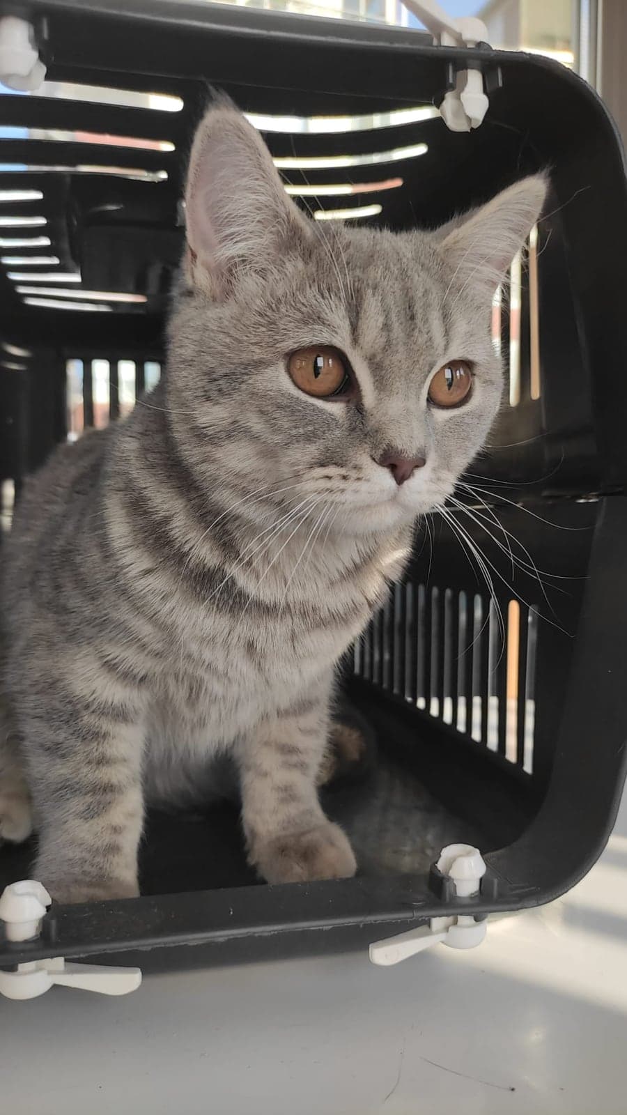Lusi Bilmiyorum Kedi, Ankara