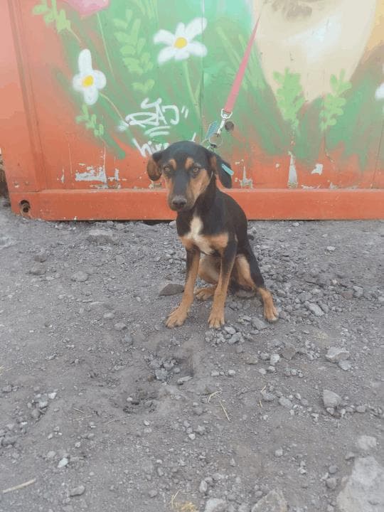 Balıkesir Melez Köpek Melez Köpek, Balıkesir