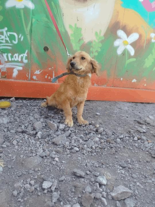 Balıkesir Melez Köpek Melez Köpek, Balıkesir