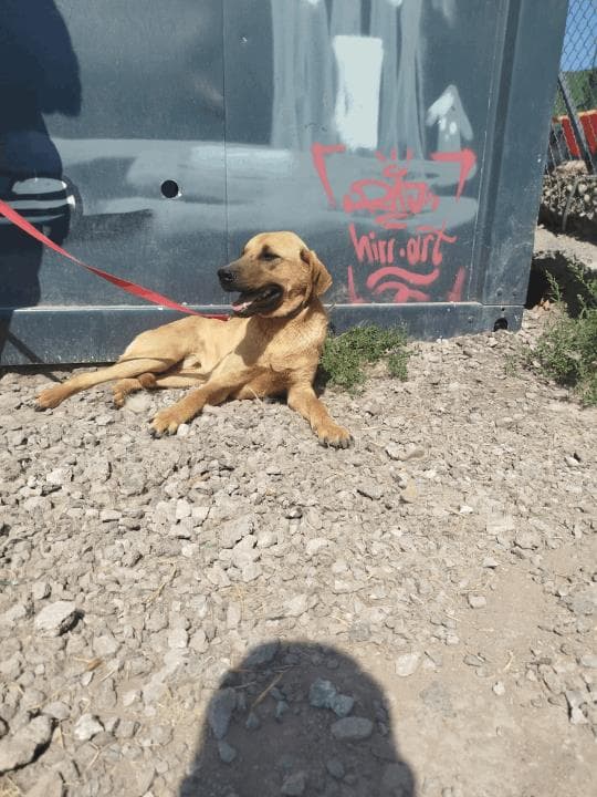 Balıkesir Melez Köpek Melez Köpek, Balıkesir