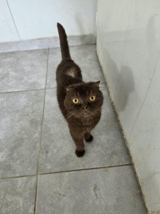 Balıkesir Scottish Kedi Scottish Kedi, Balıkesir