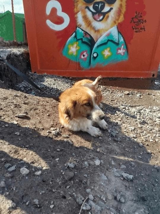 Balıkesir Melez Köpek Melez Köpek, Balıkesir