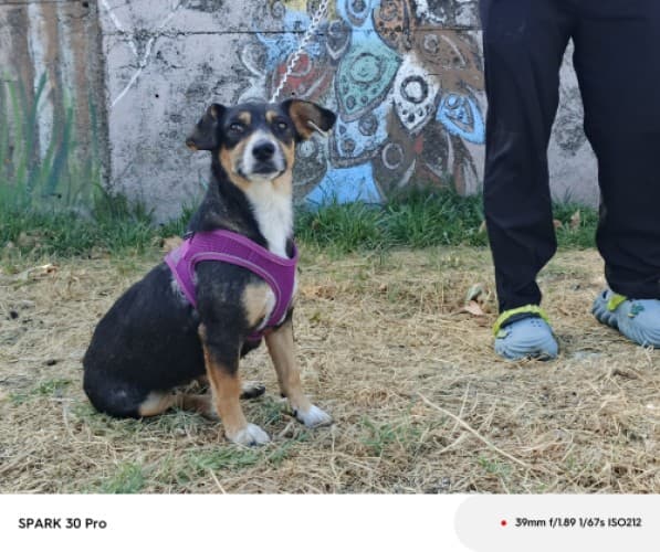 Bandırma Terrier Köpek Terrier Köpek, Balıkesir