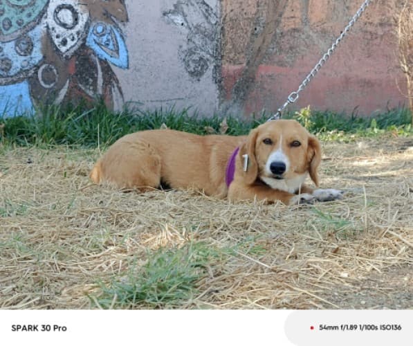 Bandırma Terrier Köpek Terrier Köpek, Balıkesir
