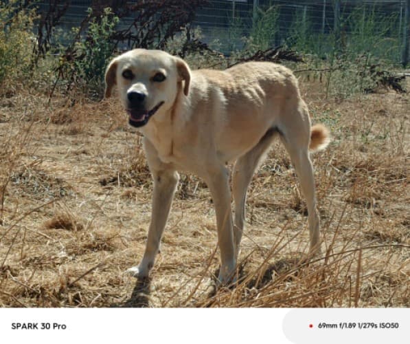 Bandırma Terrier Köpek Terrier Köpek, Balıkesir