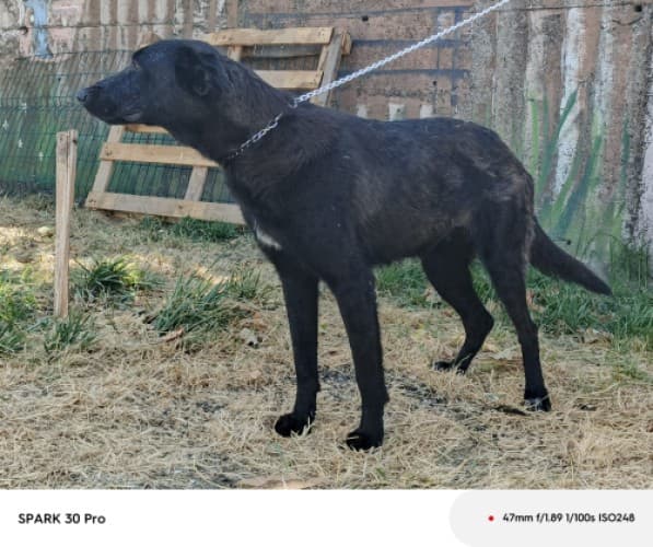 Bandırma Kurt Köpek Kurt Köpek, Balıkesir
