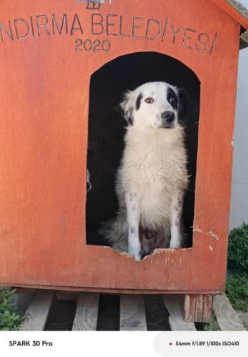 Bandırma Terrier Köpek Terrier Köpek, Balıkesir