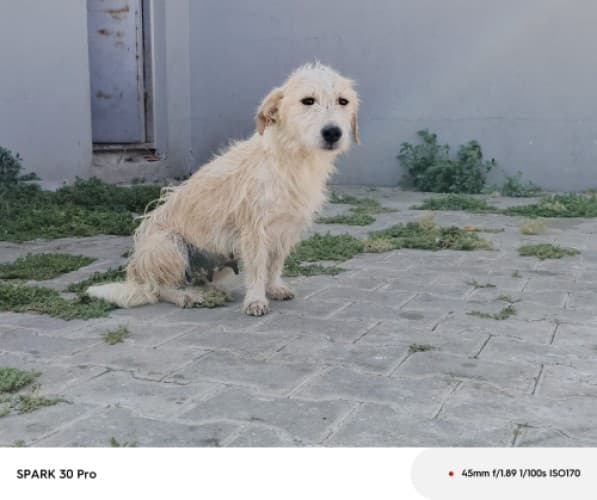 Bandırma Terrier Köpek Terrier Köpek, Balıkesir