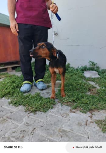 Bandırma Av Köpeği Köpek Av Köpeği Köpek, Balıkesir