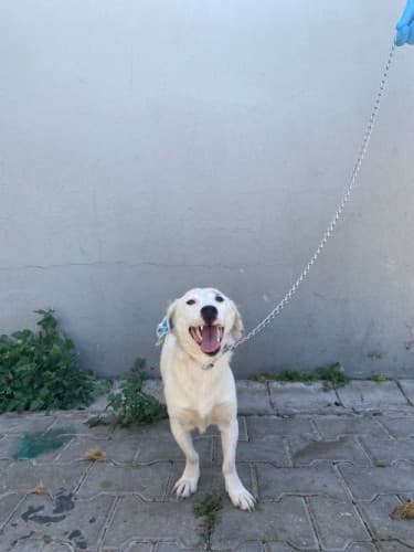 Bandırma Terrier Köpek Terrier Köpek, Balıkesir