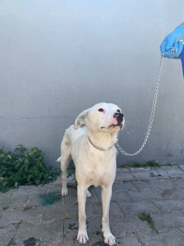 Bandırma Terrier Köpek Terrier Köpek, Balıkesir