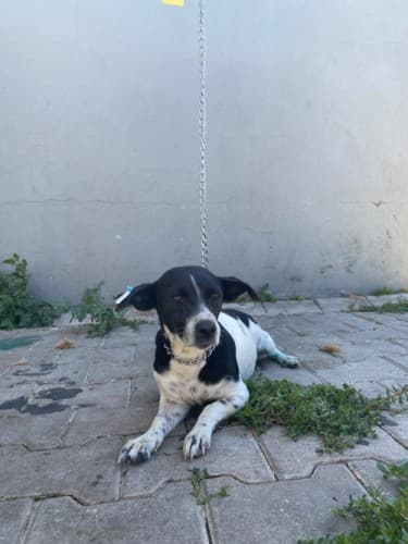 Bandırma Terrier Köpek Terrier Köpek, Balıkesir