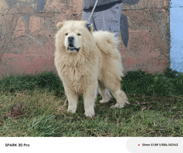 Bandırma Chow Chow Köpek Chow Chow Köpek, Balıkesir