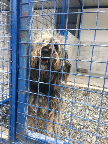 Yaşında Erkek Terrier Köpek, Bodrum