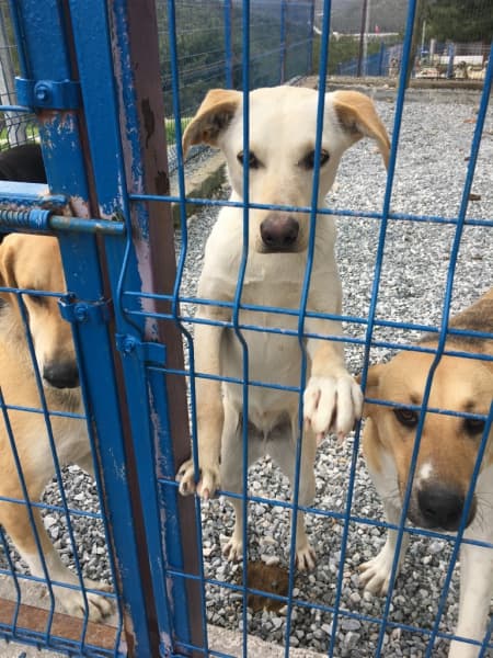 Yaşında, Dişi, Kırma Köpek, Bodrum