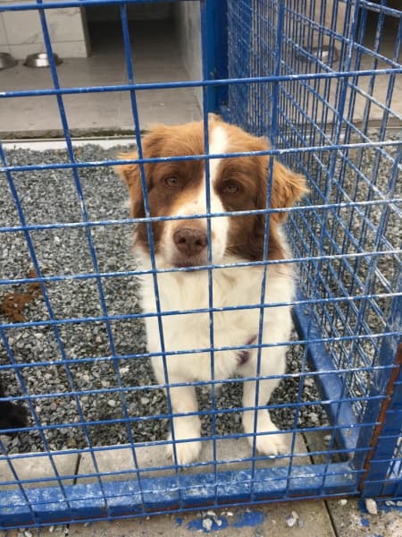 Erkek, Kırma Köpek, Bodrum