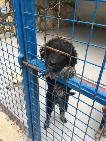 Aylık, Kırma Köpek, Bodrum