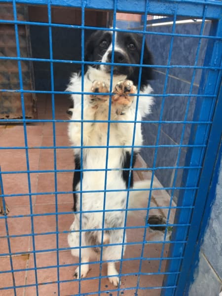 Minik, Kırma Köpek, Bodrum