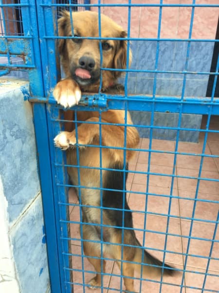 Dişi, Kırma Köpek, Bodrum