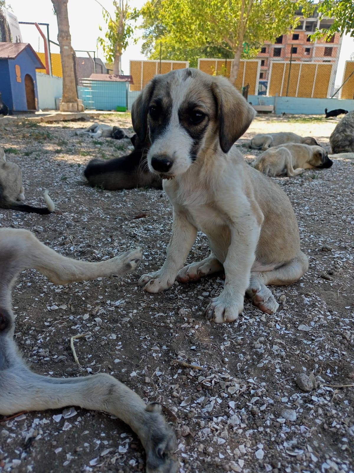 Çanakkale Melez Köpek Melez Köpek, Çanakkale