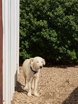 Dost Terrier Köpek, Balıkesir