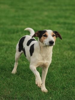 Dost Pointer Köpek, Balıkesir