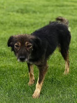 Dost Terrier Köpek, Balıkesir