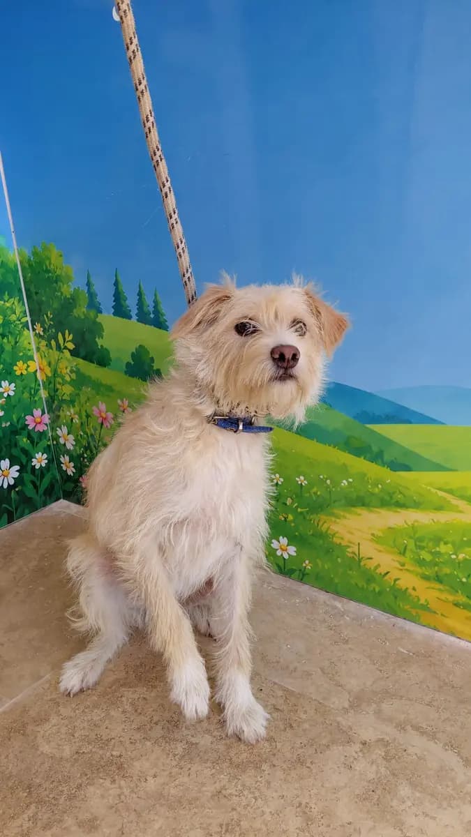 Fethiye Melez Köpek Melez Köpek, Muğla