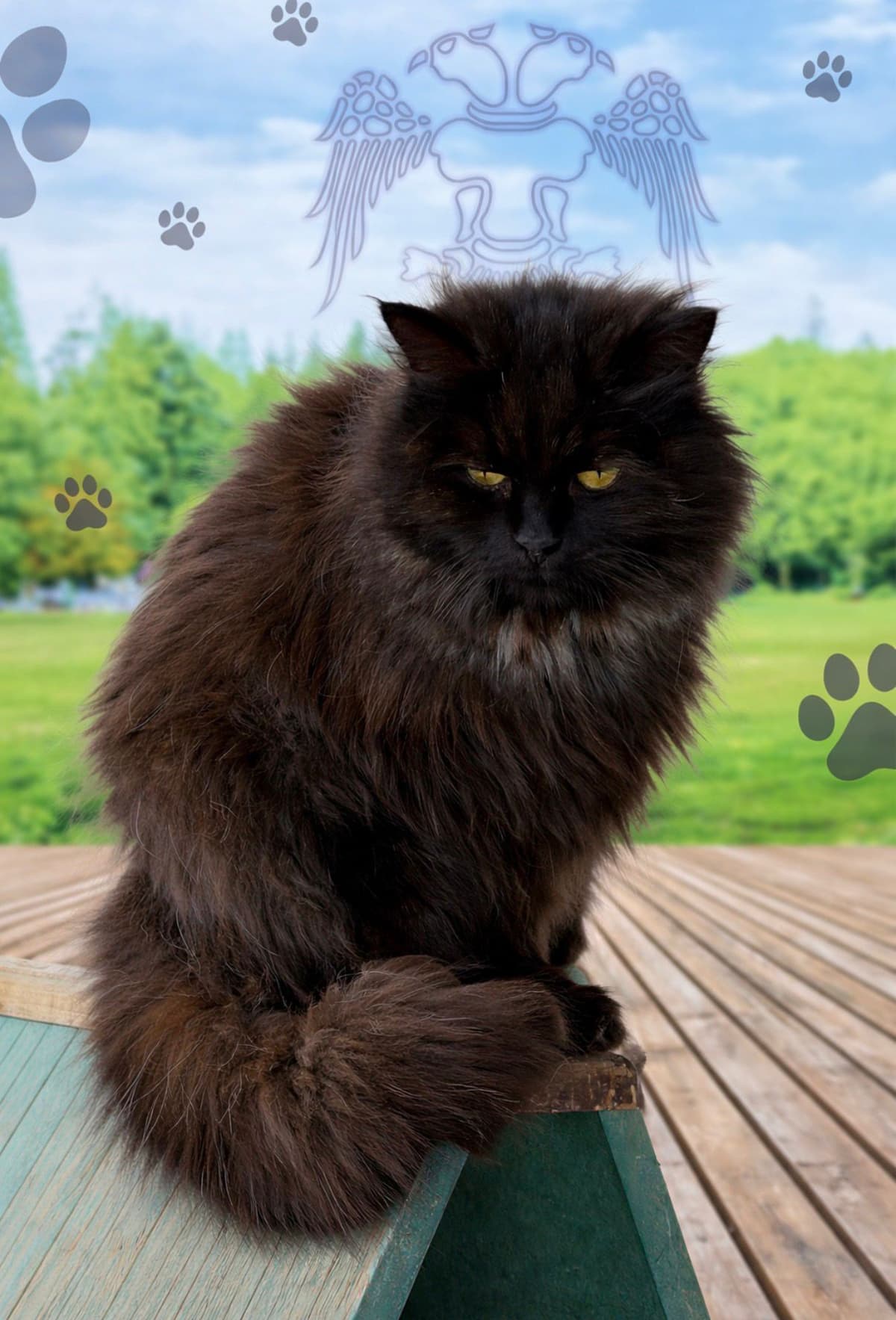 Konya Melez Kedi Melez Kedi, Konya