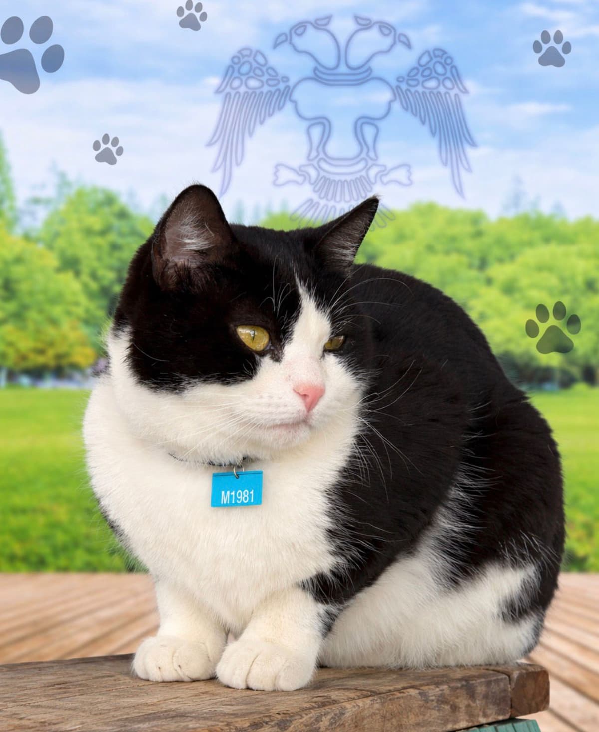 Konya Melez Kedi Melez Kedi, Konya