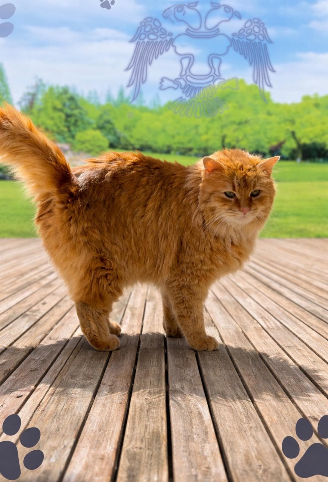 Konya Melez Kedi Melez Kedi, Konya