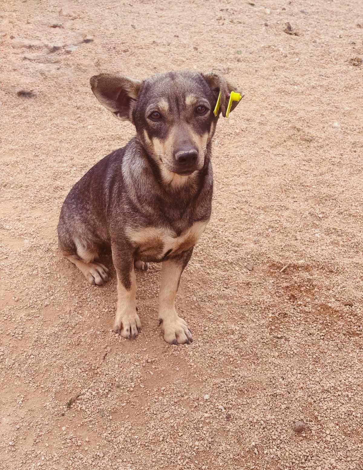 Lüleburgaz Melez Köpek Melez Köpek, Kırklareli