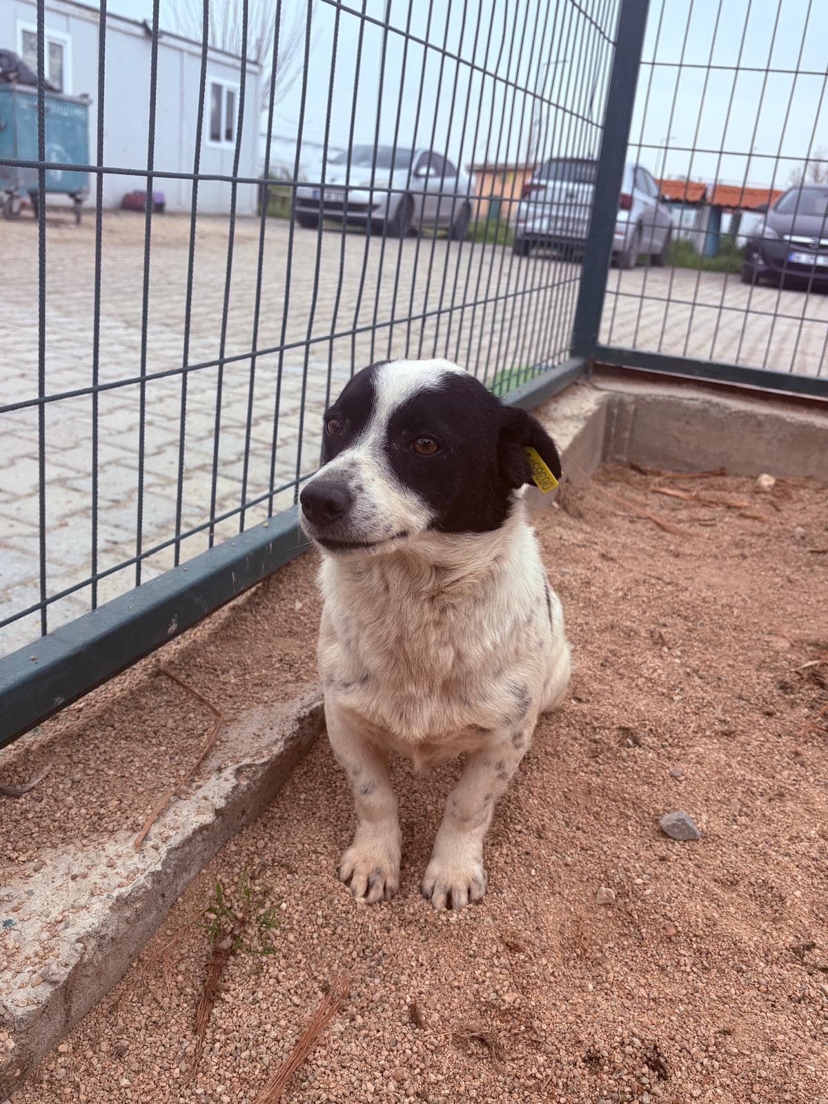 Lüleburgaz Melez Köpek Melez Köpek, Kırklareli