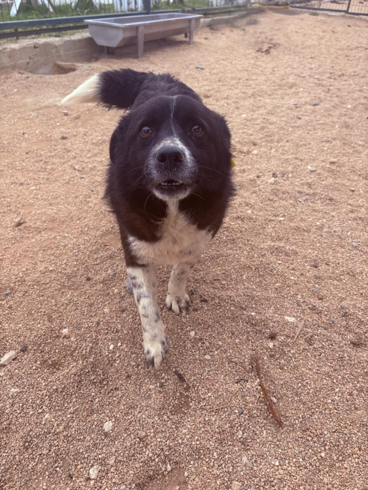 Lüleburgaz Melez Köpek Melez Köpek, Kırklareli