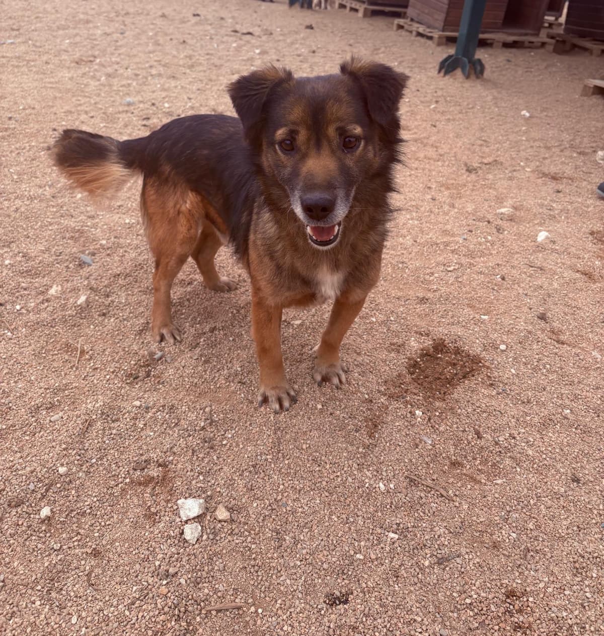 Lüleburgaz Melez Köpek Melez Köpek, Kırklareli