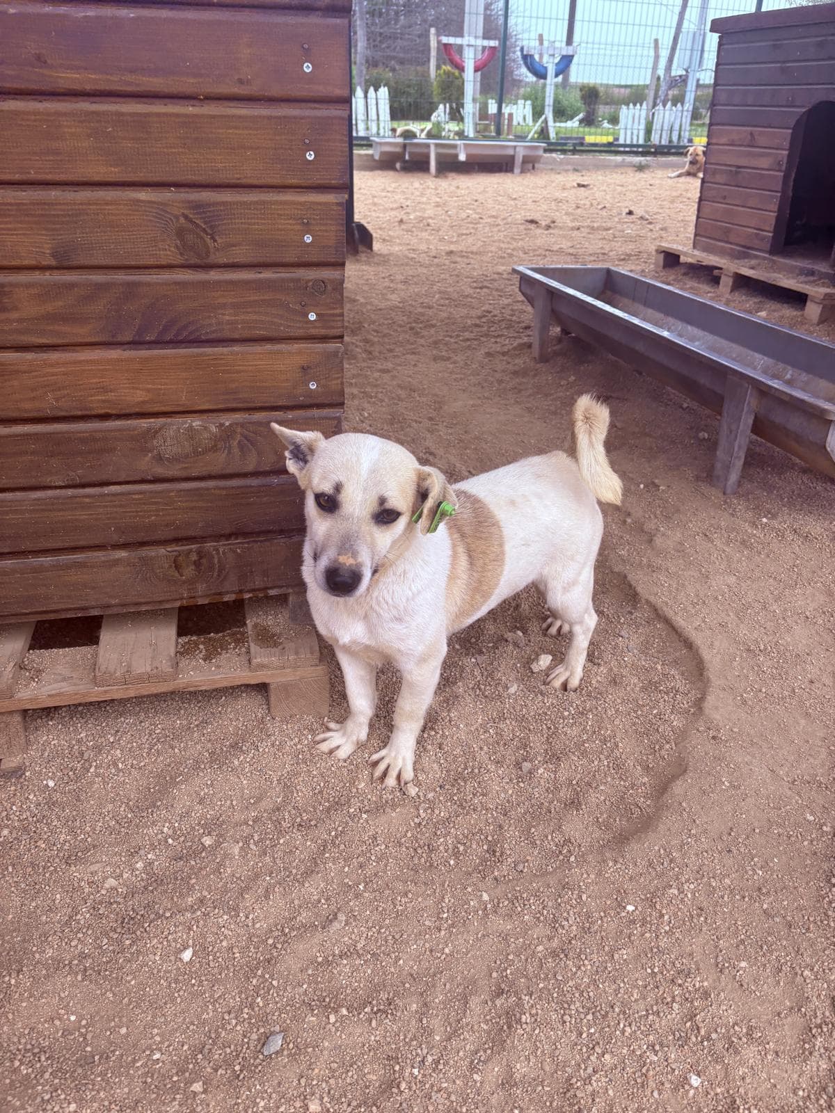 Lüleburgaz Melez Köpek Melez Köpek, Kırklareli