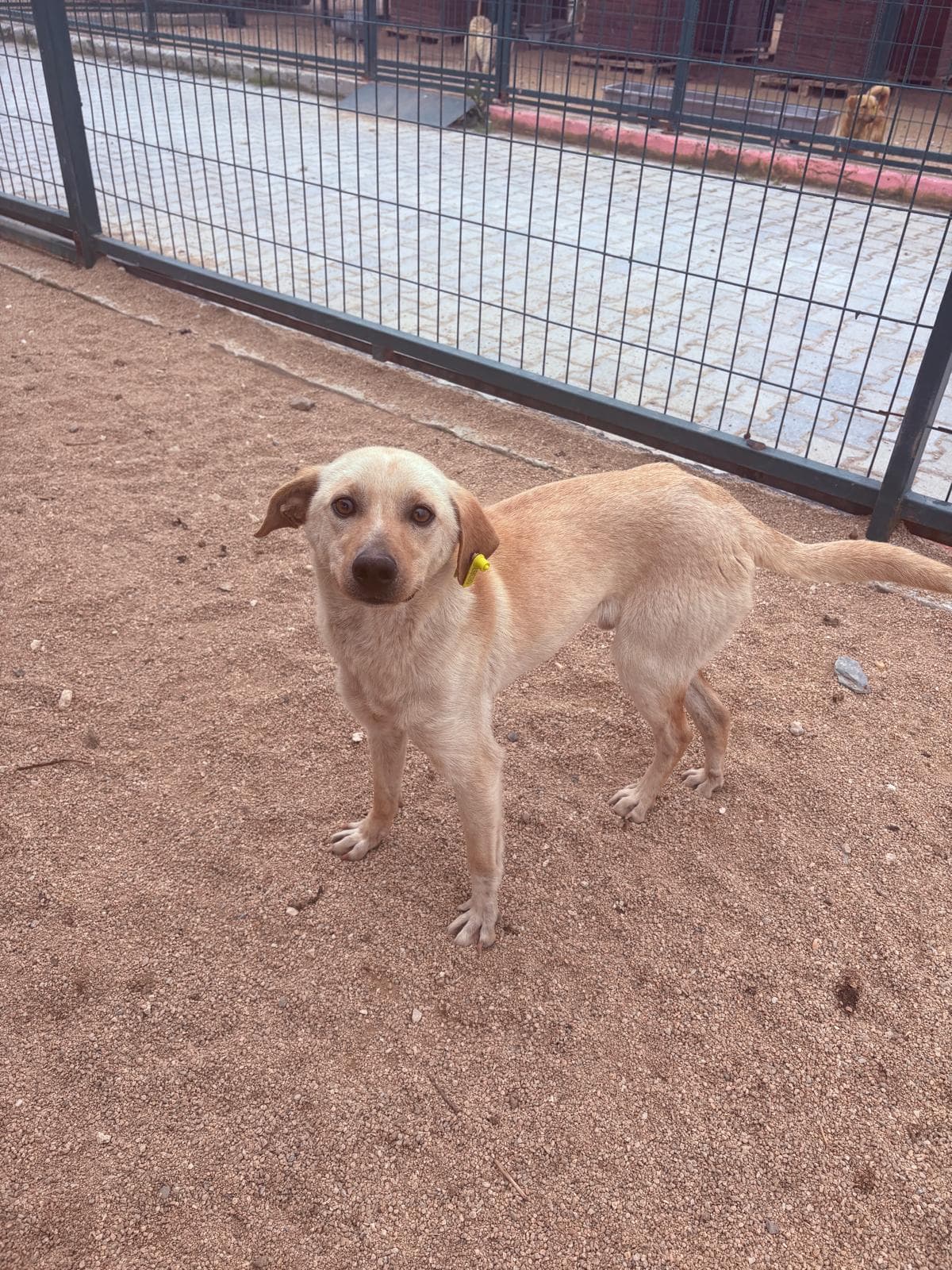 Lüleburgaz Melez Köpek Melez Köpek, Kırklareli