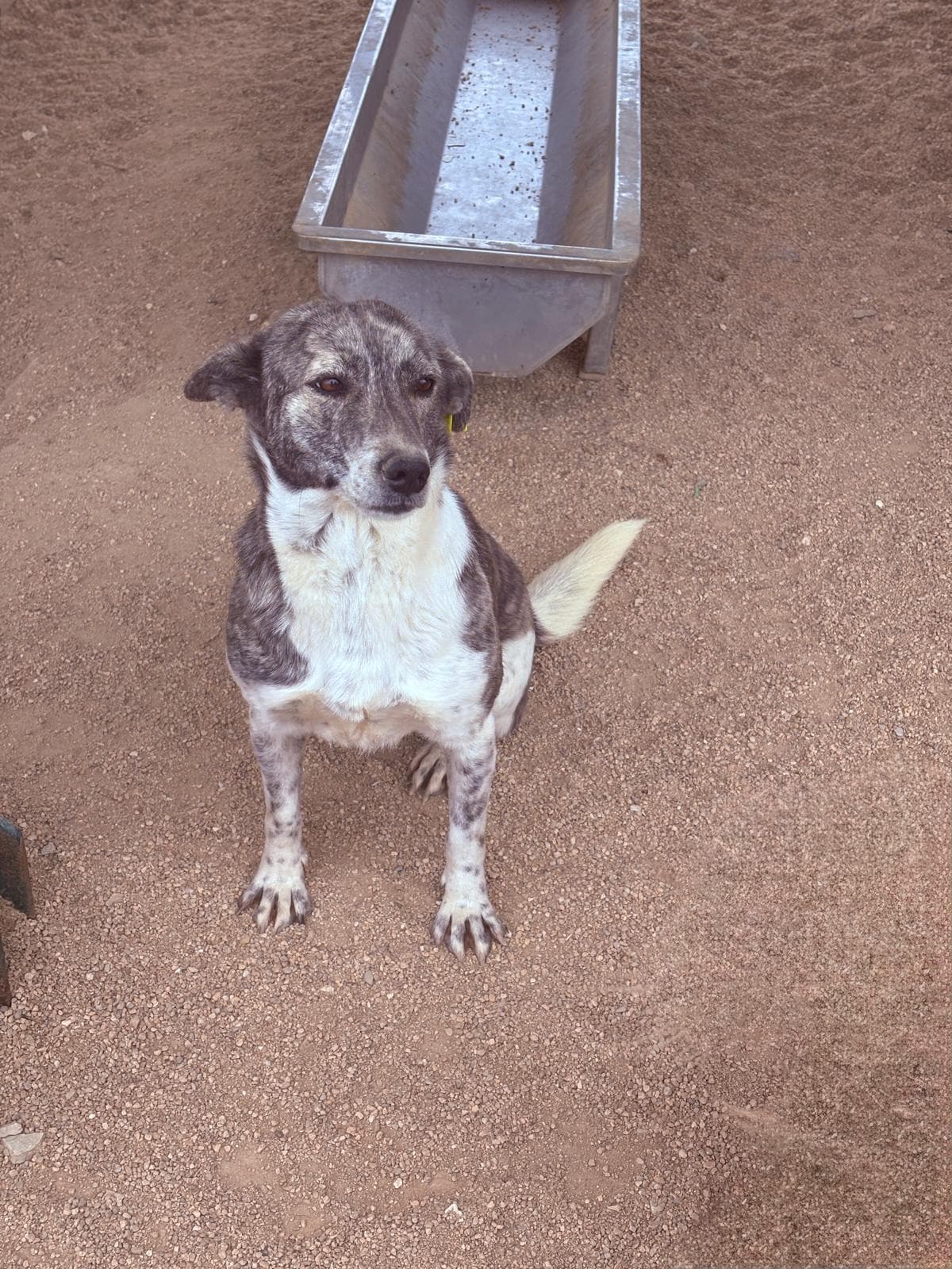 Lüleburgaz Melez Köpek Melez Köpek, Kırklareli