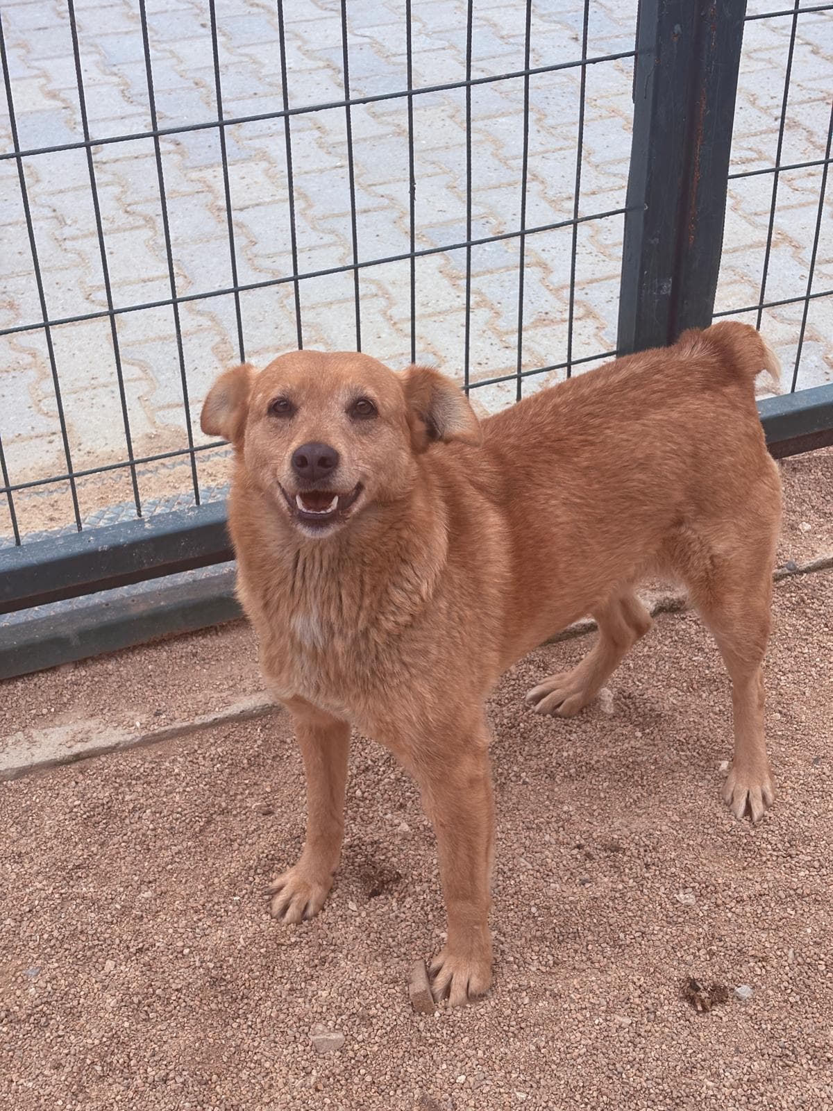 Lüleburgaz Melez Köpek Melez Köpek, Kırklareli