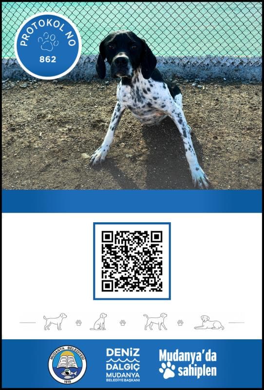 Mudanya Melez Köpek Melez Köpek, Bursa