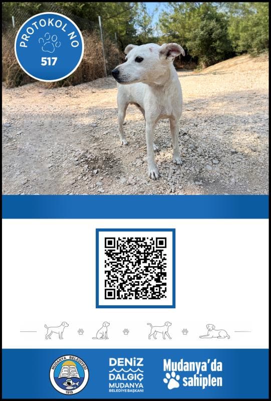 Mudanya Melez Köpek Melez Köpek, Bursa