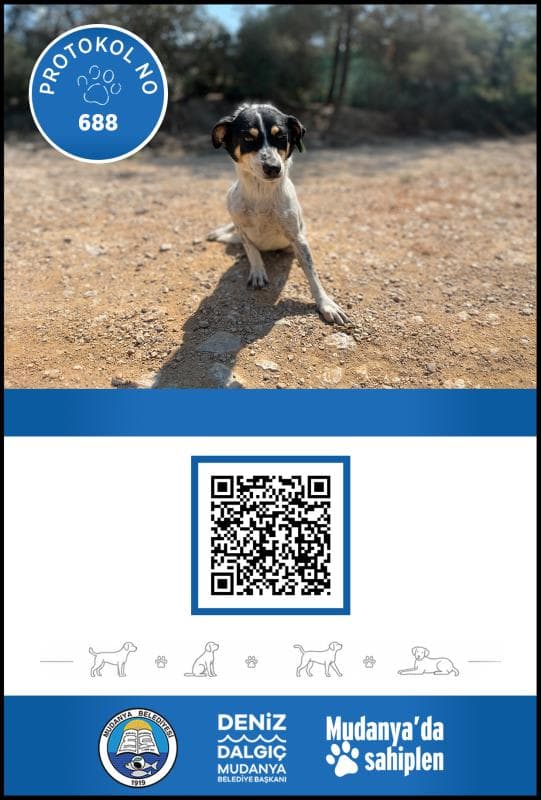 Mudanya Melez Köpek Melez Köpek, Bursa