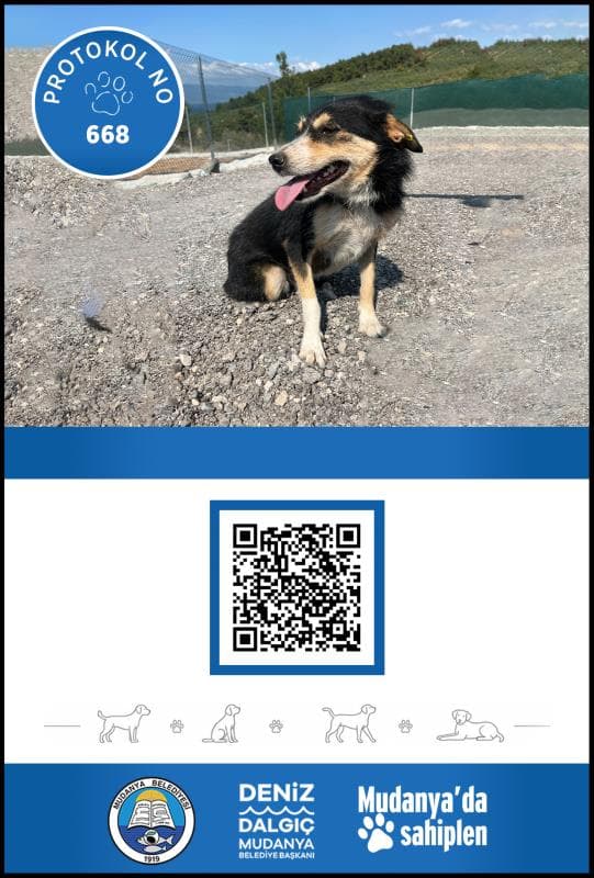 Mudanya Melez Köpek Melez Köpek, Bursa
