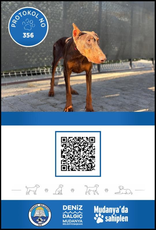 Mudanya Melez Köpek Melez Köpek, Bursa