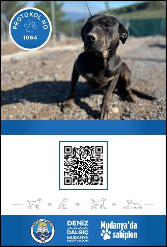 Mudanya Rotwerller Köpek Rotwerller Köpek, Bursa
